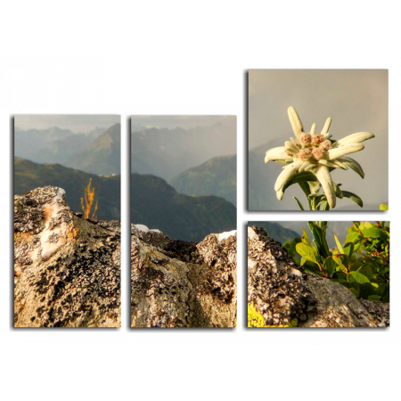 Модульная картина Эдельвейс горный цветок